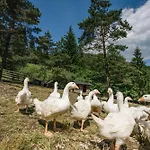U Dobrého Pastiera Hotel Ruzomberok